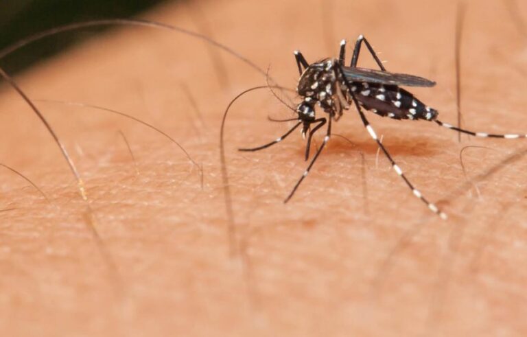 Who is responsible for dengue spread in Firozabad?
