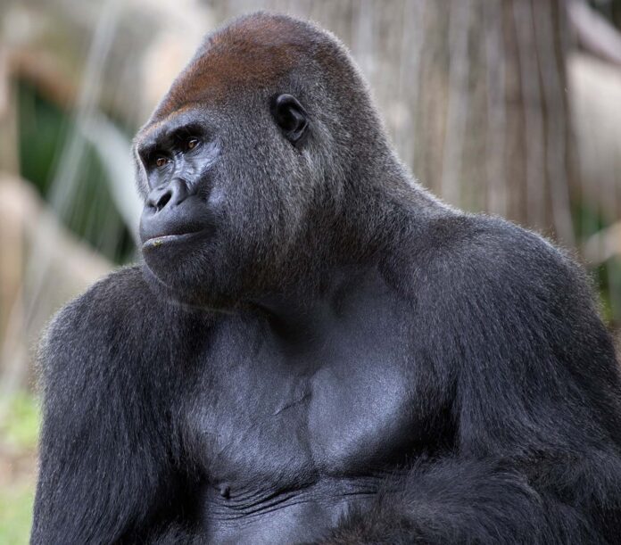 Gorilla