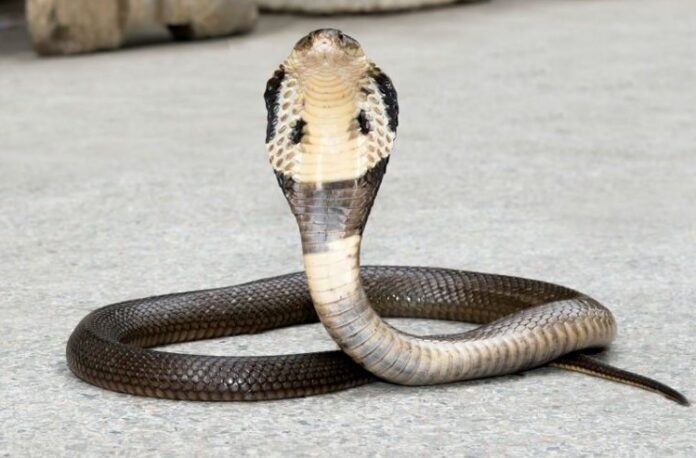 Snake