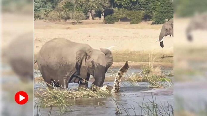 Elephent