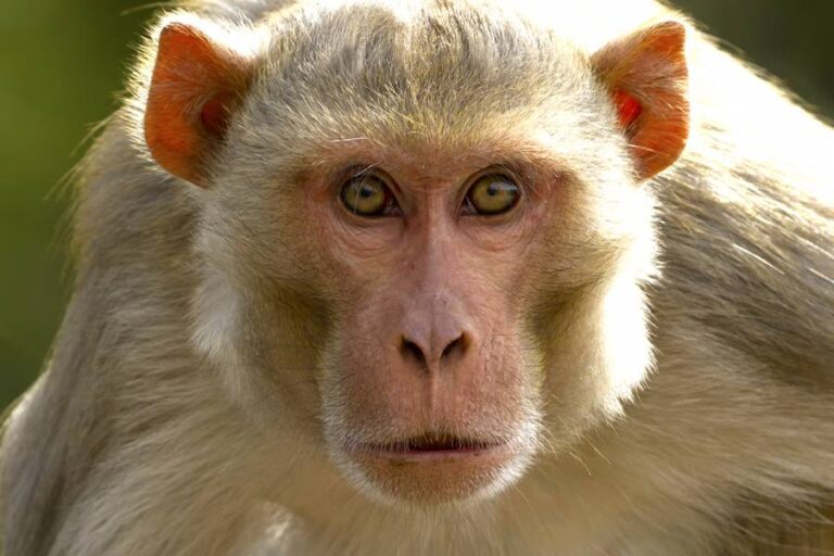 फ्रुटी मिलने के बाद बंदर ने लौटाया चशमा! बंदर के अजीब व्यवहार पर हंसे नेटिज़न्स