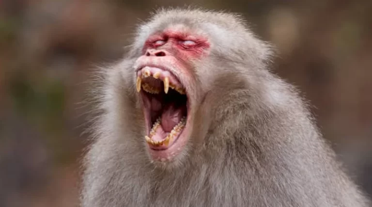 Monkey