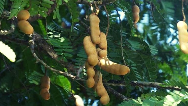 आपके जीवन में समस्याएं बढ़ाते हैं ये पौधे, इन्हें कभी घर में न लगाएं