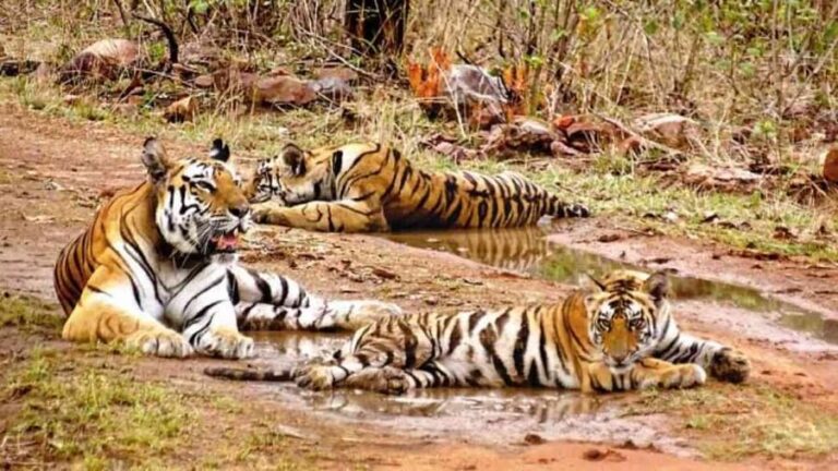 इस साल देश में 126 बाघों की मौत हो , जानिए किस राज्य को सबसे ज्यादा नुकसान हुआ