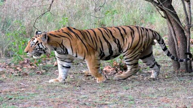 इस साल देश में सबसे ज्यादा बाघों की मौत हुई है? केंद्र ने रिपोर्ट को एकतरफा बताकर किया खारिज 