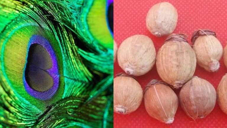 नए साल पर घर में रखें ये शुभ चीजें, सुख-समृद्धि की पूरे साल नहीं होगी कमी