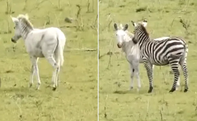 सेरेनगेटी नेशनल पार्क में सफेद ज़ेबरा का दुर्लभ वीडियो आया  सामने