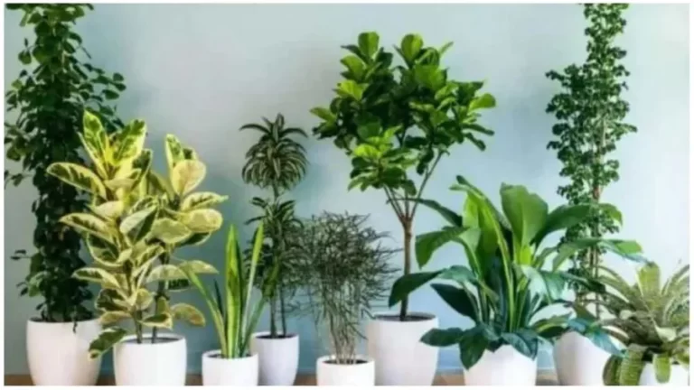 घर में इस चमत्कारी पौधे को लगाने से होगी धन-धान्य में वृद्धि, बीमारियां रहेंगी दूर