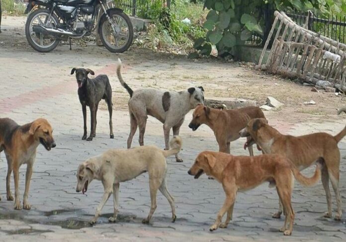 कुत्तों