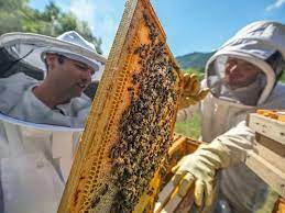 ऑस्ट्रेलिया में मधुमक्खियों को मारने का फैसला, जानिए इसके पीछे की वजह ?